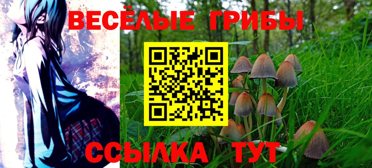 где купить наркоту  Галлюциногенные грибы Psilocybe  Вход с VPN  Корсаков 